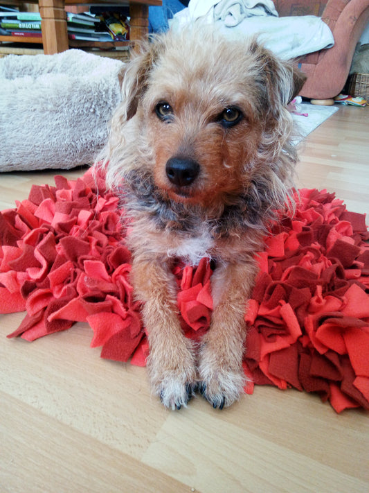 Schnüffelteppich Größe M