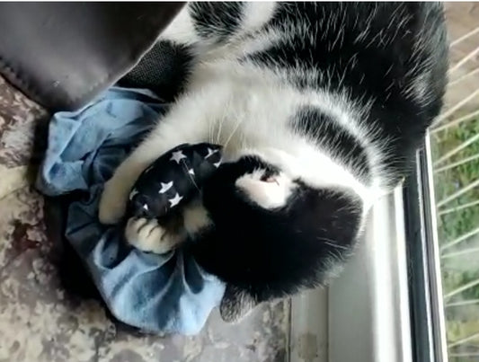 Katzen-Kuschel-Kissen (ohne Duft)