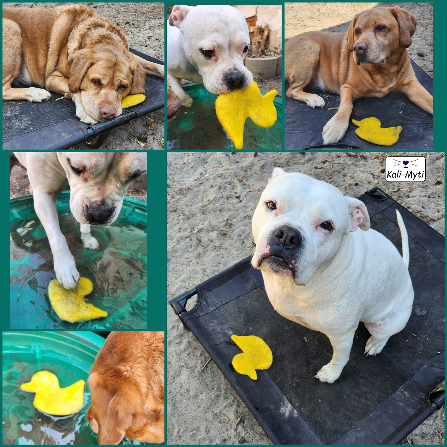 Coole Bade-Enten